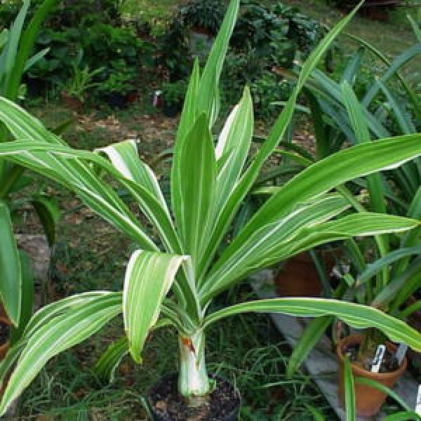 Crinum Lily Variegated